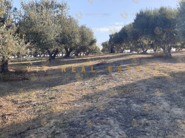 638977 - Parcel/Land Field For sale, Gazi, 4.337 sq.m., €130.000