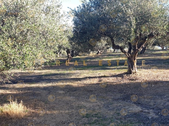 638977 - Parcel/Land Field For sale, Gazi, 4.337 sq.m., €130.000